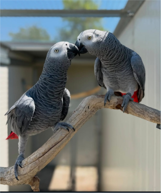 Buddy & Ruby, African Grey parrot