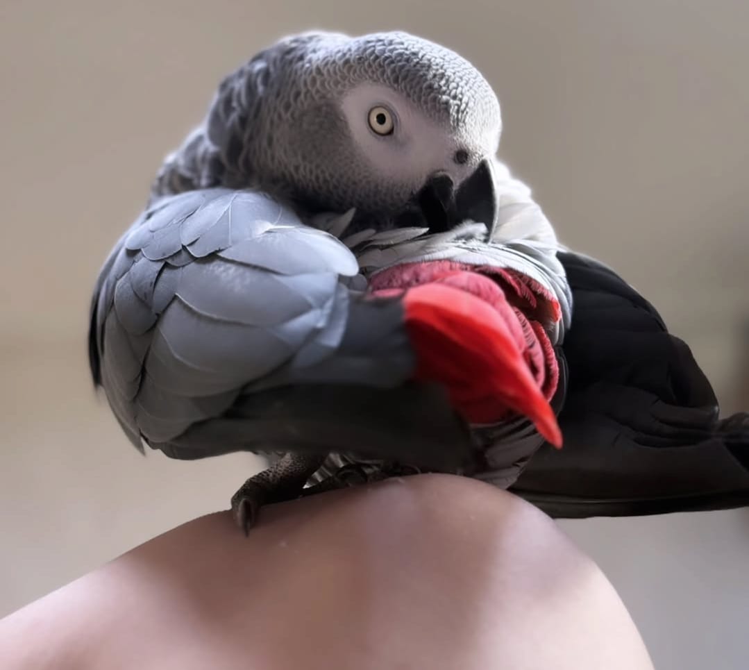Lucy, African Grey parrot