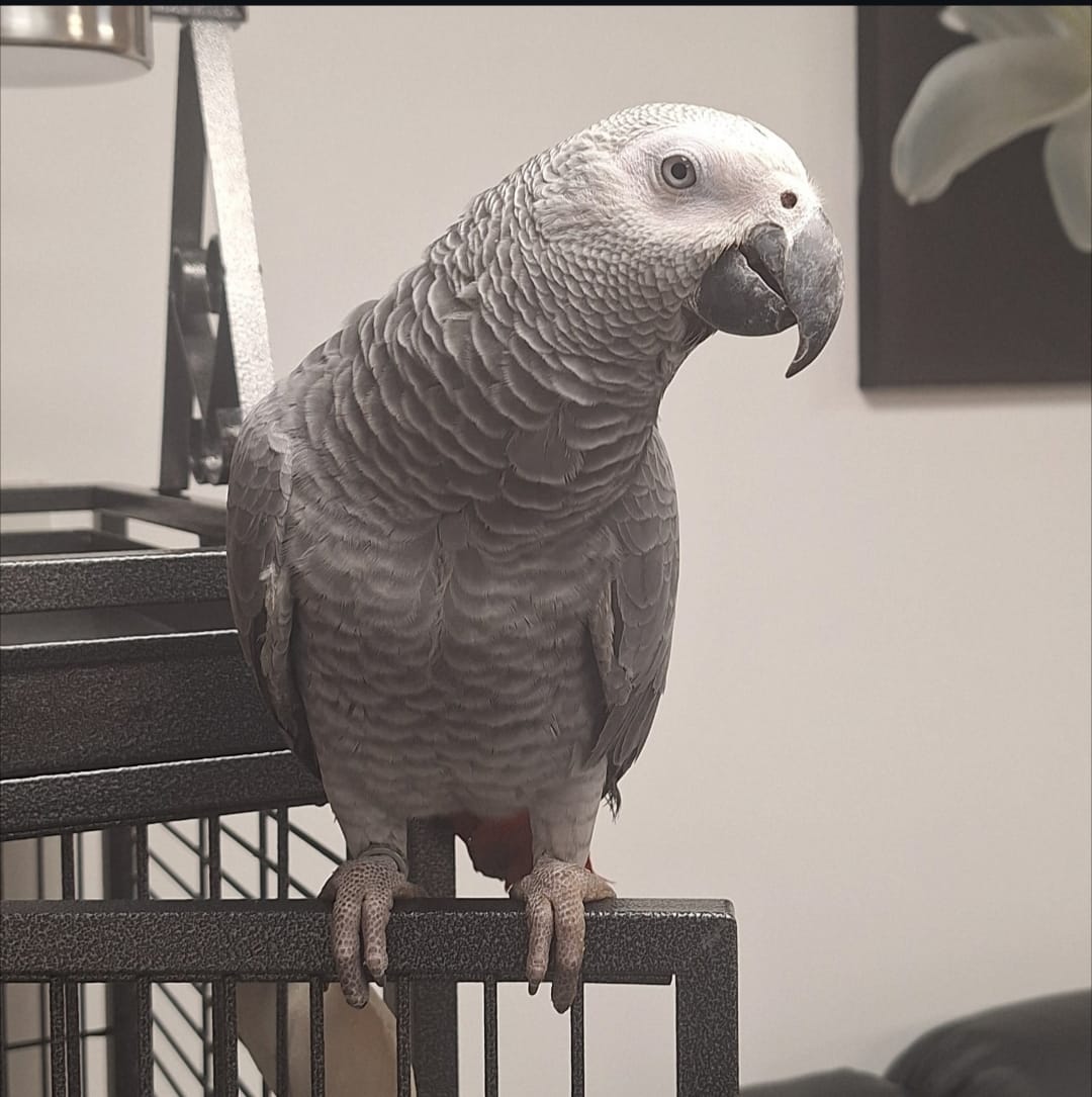 Jack, African Grey parrot