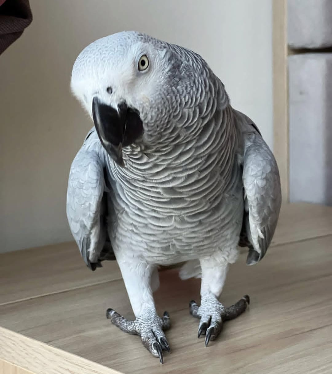 Rosie, African Grey parrot