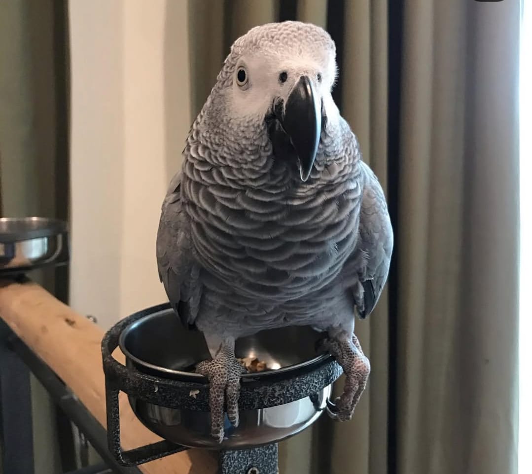 Henry, African Grey parrot