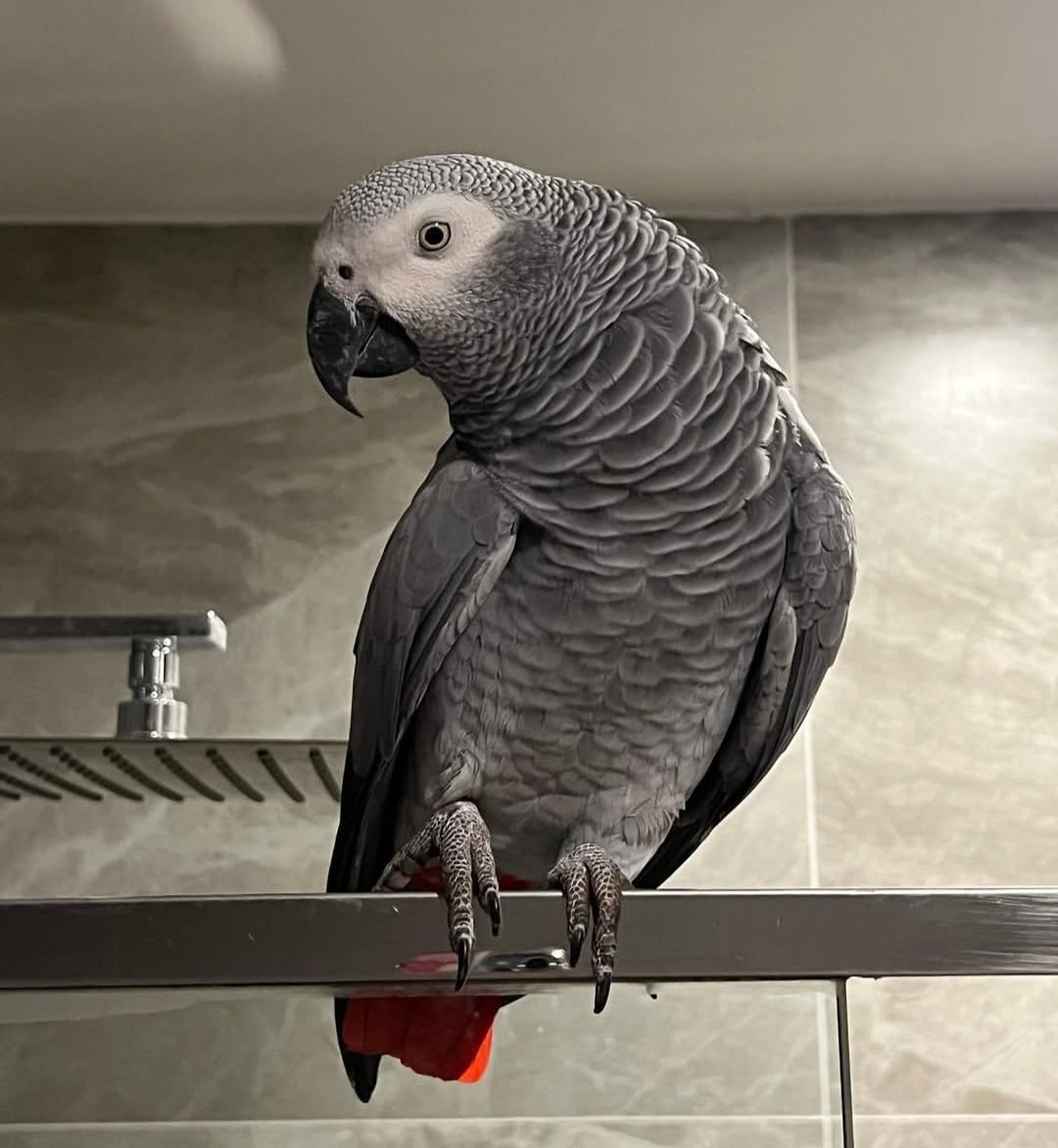 Grace, African Grey parrot