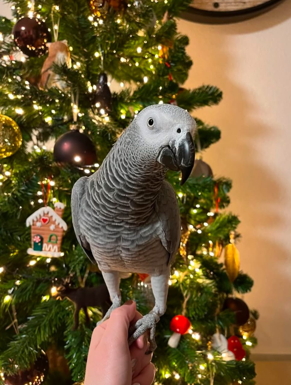 Bella, African Grey parrot