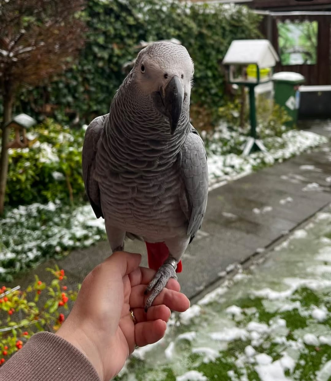 Hand-tamed African Grey parrot perched on a keeper’s hand