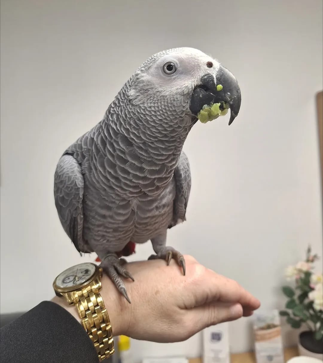 African Grey parrot eating fruit from a keeper’s hand