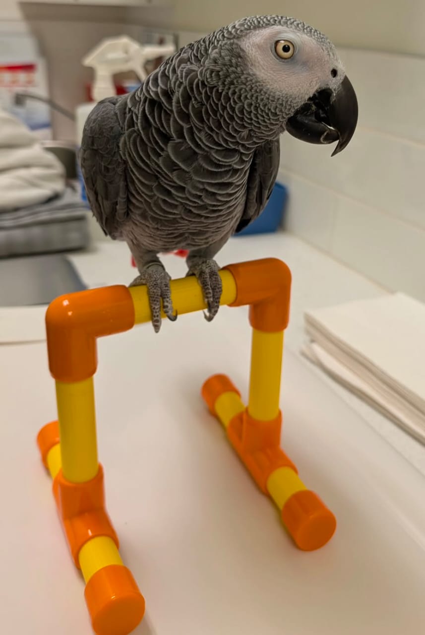 Charlie, African Grey parrot