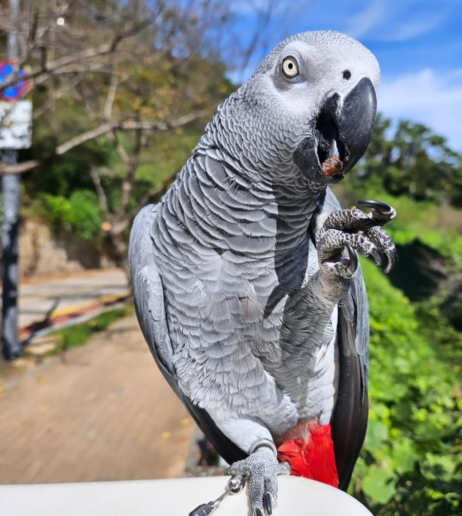 Max, African Grey parrot