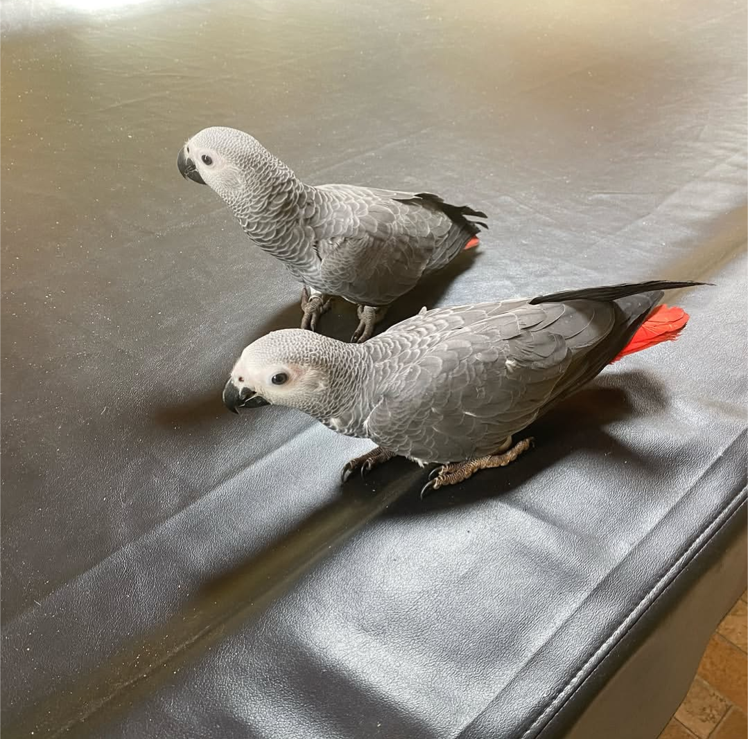 Sam & Lily, African Grey parrot